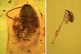 Fossil Cockroach (Blattoidea) & Flower Stamen In Baltic Amber - Rare! #105458-1